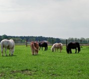 Unsere Ponys